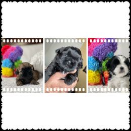 Shih Tzu Puppies from Maria's Shih Tzus