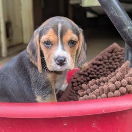 Mimi - Black tan and white female Beagle puppy in Baltimore, Maryland from Country Acres Farm