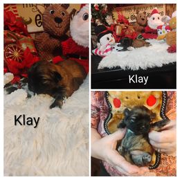 Clay - Brindle male Shih Tzu puppy in Ruffs Dale, Pennsylvania from RAM Shih Tzus Rolling Hills of PA