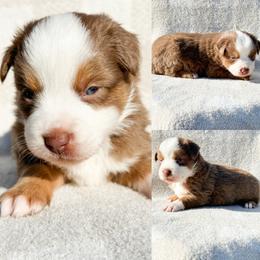 Red tri female 1 - Red tri female Miniature Australian Shepherd puppy in Brooker, Florida from Honey, I Shrunk the Aussies