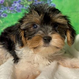 Wes - Black and tan male Havanese puppy in Clermont, Florida from Country Sweet Havanese and Creative Coaching