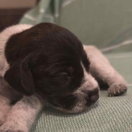 Boy 5 - Liver and white male German Wirehaired Pointer puppy in Reddick, Florida from Afterhours German Wirehaired Pointers and Basset Fauve de Bretagne