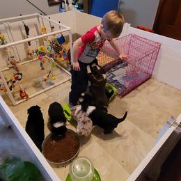 Border Collie Puppies from Borderline Kennels