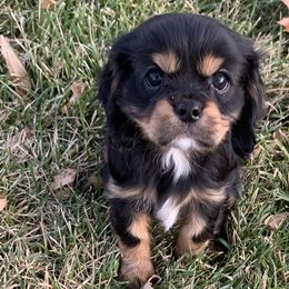 Girl 1 - Black and tan Cavalier King Charles Spaniel puppy in St. Cloud, Minnesota from Embricks Cavaliers