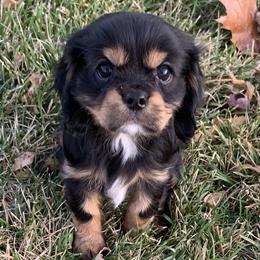 Girl 1 - Black and tan Cavalier King Charles Spaniel puppy in St. Cloud, Minnesota from Embricks Cavaliers
