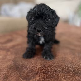 Boomer - Black and white male Cavapoo puppy in Strasburg, Pennsylvania from Still Water Puppies
