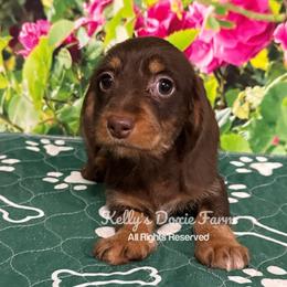 Chocolate and Tan Soft Wire Female Pink Collar - Chocolate and tan female Dachshund puppy in Cleveland, Tennessee from Kelly's Doxie Farm