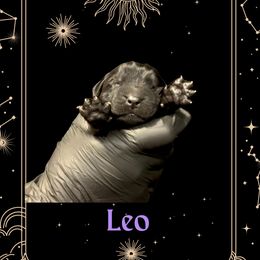 Leo - Black male Newfoundland puppy in Tully, New York from Bear Paw Newfoundlands