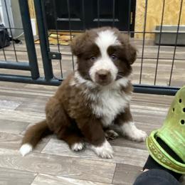 Girl 1 Light Purple collar - Panda female German Shepherd puppy in Pelham, North Carolina from P & P Shepherds