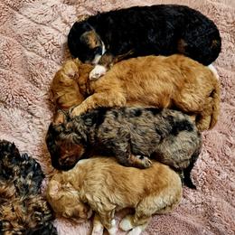 Bernedoodle puppies from Rocky Creek Raised