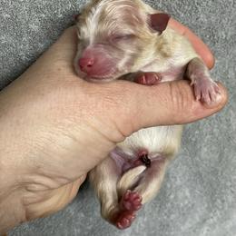 Stripe - Cream male Pomeranian puppy in Franklin, North Carolina from A&J Cutie Pawtooties