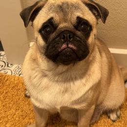 Joey - Pug