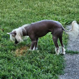 Dinky - Chinese Crested