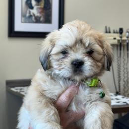 Charlie Bear AKC boy 3  hot green collar - Cream male Lhasa Apso puppy in Chico, California from Lhasa Apsos of northern Ca . Biewer terriers of northern California