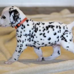 Dalmatian puppies from Bully Market