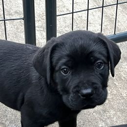 Cane Corso and Lowchen Puppies from High Royal Kennel