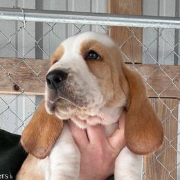 Red collar - Red and white male Basset Hound puppy in Kenansville, Florida from Fancy Hounds