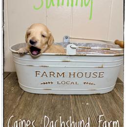 Sammy - Cream male Dachshund puppy in Cincinnati, Ohio from Caines Dachshund Farm