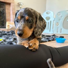Pinto - Dapple male Dachshund puppy in San Diego, California from Dachshunters