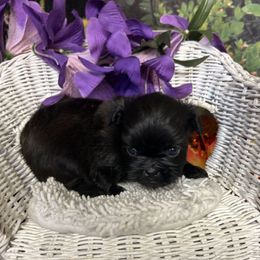 Solid Black female Naomi - Black female Shih Tzu puppy in Lebanon, Missouri from Anna's Babies in the Midwest