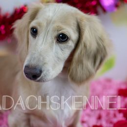 Olive (Green) - Cream Dachshund puppy in Visalia, California from Paradachs Kennels