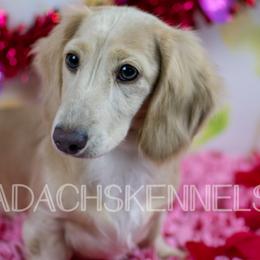 Olive (Green) - Cream Dachshund puppy in Visalia, California from Paradachs Kennels