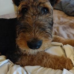 Airedale Terrier Puppies from Zinful Airedales