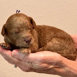 Purple Girl - Red  female Goldendoodle puppy in Kitsap County, Washington from Amazing Grace Doodles