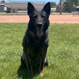 Dante - German Shepherd