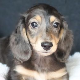 Enid - Blue and cream female Dachshund puppy in Azle, Texas from American Dachshunds