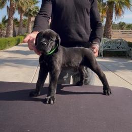 Smoke - Black male Cane Corso puppy in Fontana, California from ThinLine Cane Corso