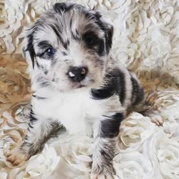 Australian Shepherd Puppies from Diamond Aussies N the Rough