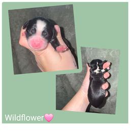 Wildflower - Black and white female Springerdoodle puppy in Freeland, Michigan from McNally's Springer Spaniels