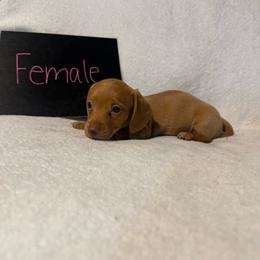 Girl 3 - Red female Dachshund puppy in Stilwell, Oklahoma from Johnson Dachshund’s