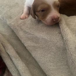 Boy 1 - Piebald male Dachshund puppy in Oakley, California from East Coco Mini Dachshunds