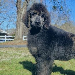 Poodles from Redmond Rose Kennels