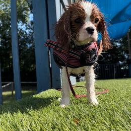 Cavalier King Charles Spaniel Puppies from Ohana Cavaliers