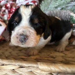 Henry - Black white and tan male English Springer Spaniel puppy in Las Vegas, Nevada from Legacy