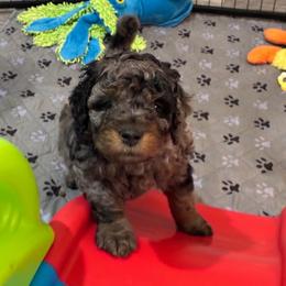 Cruz - Blue merle male Bernedoodle puppy in Millsap, Texas from Gaston’s Posh Poodles and Doodles