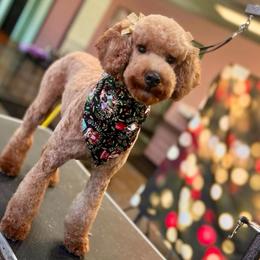Ruby - Poodle