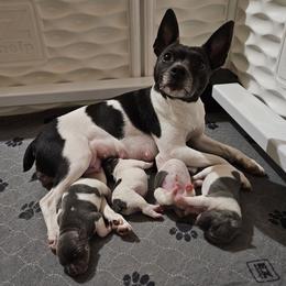 Rat Terrier Puppies from Cryptic Rat Terriers
