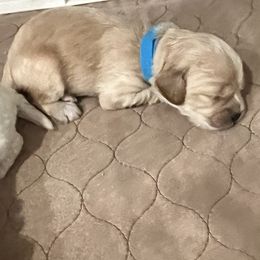 Cockapoo Puppies from Brevard County Cockapoos