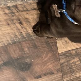 Dilute Retriever and Labrador Retriever Puppies from Clear Creek Kennels