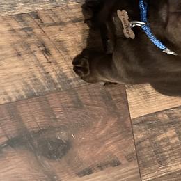 Dilute Retriever and Labrador Retriever Puppies from Clear Creek Kennels