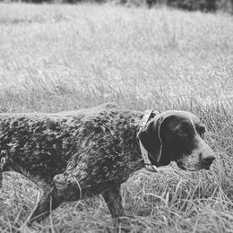 German Shorthaired Pointer All Grown Up from Majestik Kennels