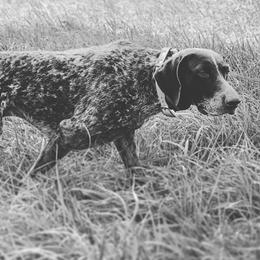 German Shorthaired Pointer All Grown Up from Majestik Kennels