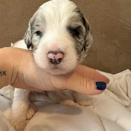 Boy 1 - male Assorted Doodle Crosses puppy in Sturtevant, Wisconsin from Raising Doodles