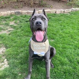 Cane Corso and Doberman Pinschers from Ward's Dobermans and Corsos