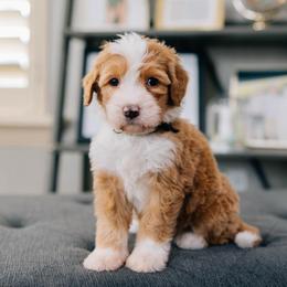 Aida - Red female Bernedoodle puppy in Murray, Utah from Sun Valley Doodles
