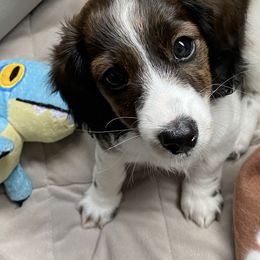 Dachshund Puppies from Bella’s Puppies